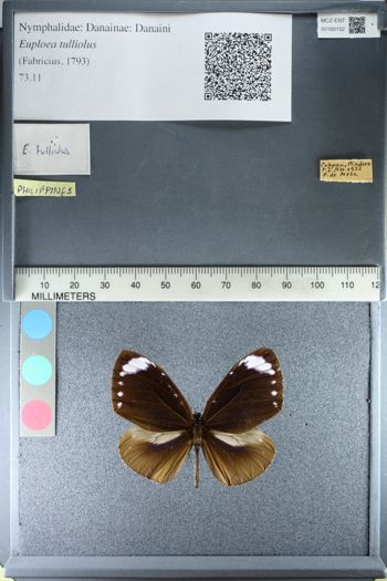 Media type: image;   Entomology 160152